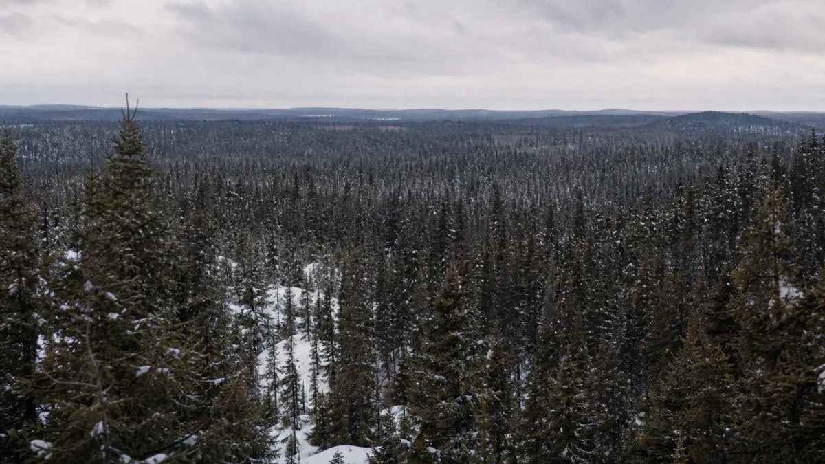 Forêt boréale étendue : les secrets du plus grand biome